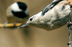 Woodpecker & Chickadee